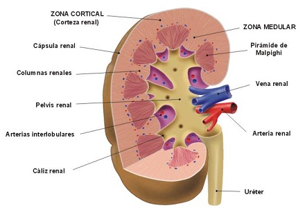 Insuficiencia renal crónica: deterioro de función renal en paciente hospitalizado