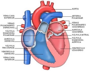 Morbilidad cardiorenal y presión arterial sistólica