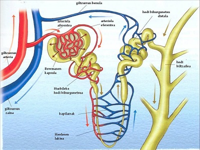 Nefrona: la célula de riñon