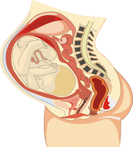 Durante el embarazo: ¿El riñon sufre cambios?