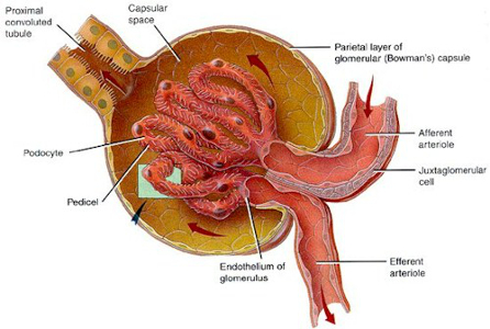 Enfermedades glomerulares