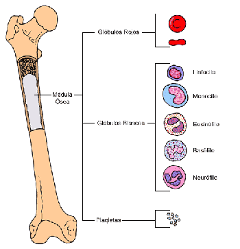 Médula ósea
