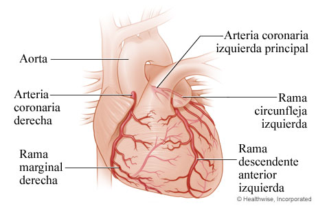 Identificado un gen clave para las arterias coronarias